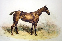 etching of a Horse