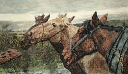Old Comrades in Harness, horses