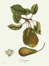 pear, hand coloured print