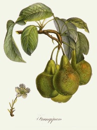 Frangipane, hand coloured fruit print