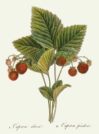 Capron Abricot/Framboise