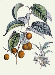 hand coloured print of plums