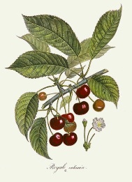 hand coloured print of cherries