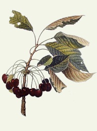 botanical print of cherries