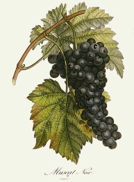 hand coloured print of black grapes