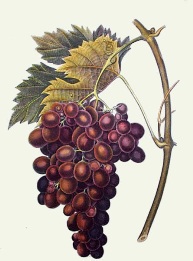 hand coloured print of grapes