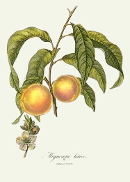 hand coloured fruit print