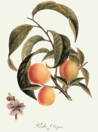 hand coloured fruit print, peaches