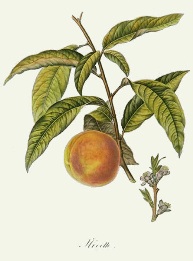 fruit print