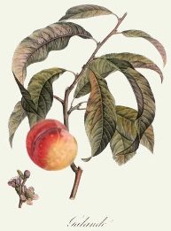 peach print, hand colored