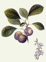 hand colored print of plums