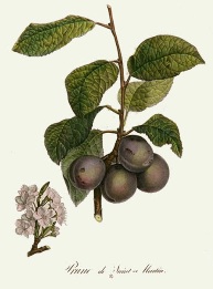 plums print