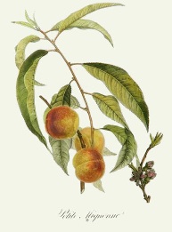 hand coloured fruit print