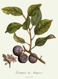 etching of plums