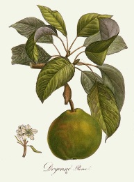 hand colored pear print