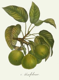 hand colored print of apples