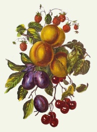 hand coloured etching of apricots