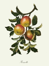 fruit print, apples