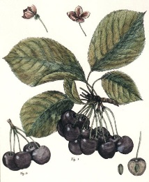 hand coloured print of grapes