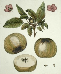 hand coloured print of apples