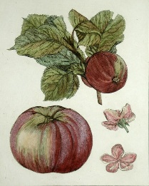 red apples, etching