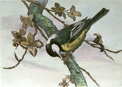 Intaglio art prints: Coal Tit, Restrike etchings - Animals and Birds ...